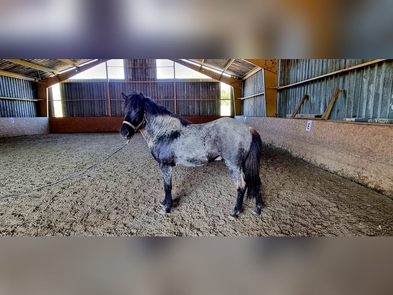 Icelandic Horse Gelding 3 years 14,1 hh Roan-Blue in Sankt Wendel