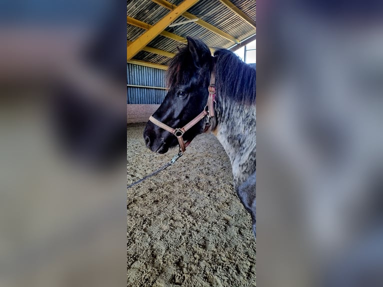 Icelandic Horse Gelding 3 years 14,1 hh Roan-Blue in Sankt Wendel