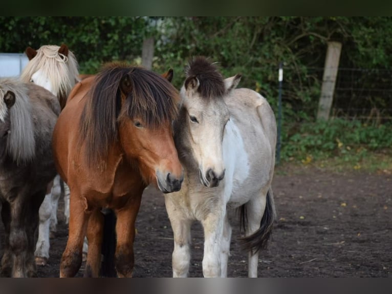 Icelandic Horse Gelding 3 years 14 hh Brown in Blunk