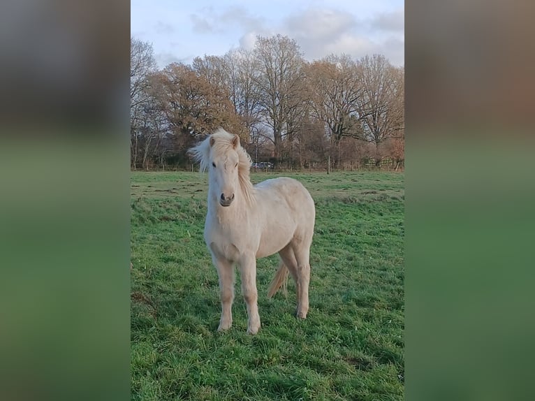 Icelandic Horse Gelding 3 years 14 hh Palomino in Wiemersdorf