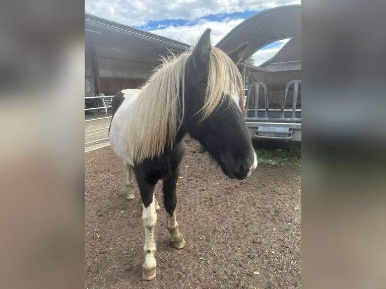 Icelandic Horse Gelding 3 years 14,1 hh Pinto in Fronreute