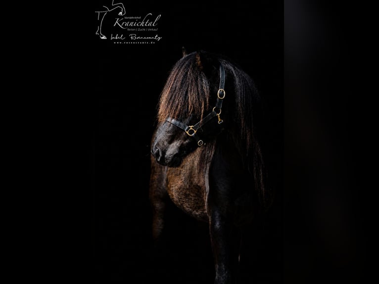 Icelandic Horse Gelding 3 years Black in Lehmrade