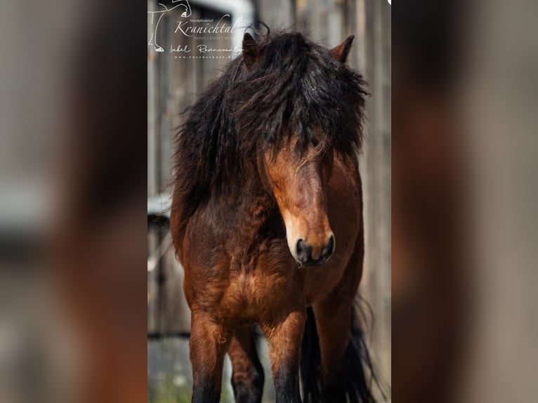 Icelandic Horse Gelding 3 years Brown in Horst