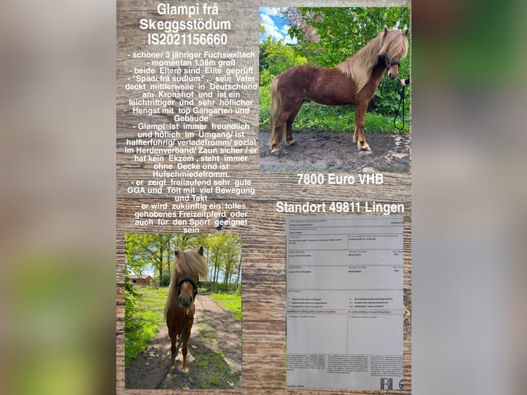 Icelandic Horse Gelding 3 years Chestnut-Red in Lingen