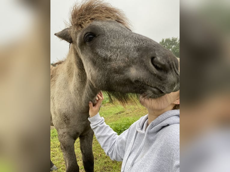 Icelandic Horse Gelding 3 years Gray-Dark-Tan in Bornem