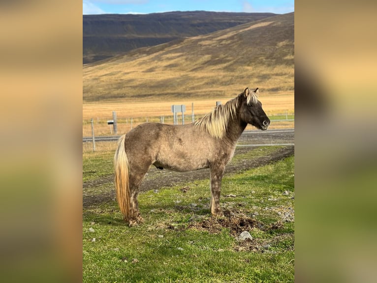 Icelandic Horse Gelding 3 years in Reykjavik