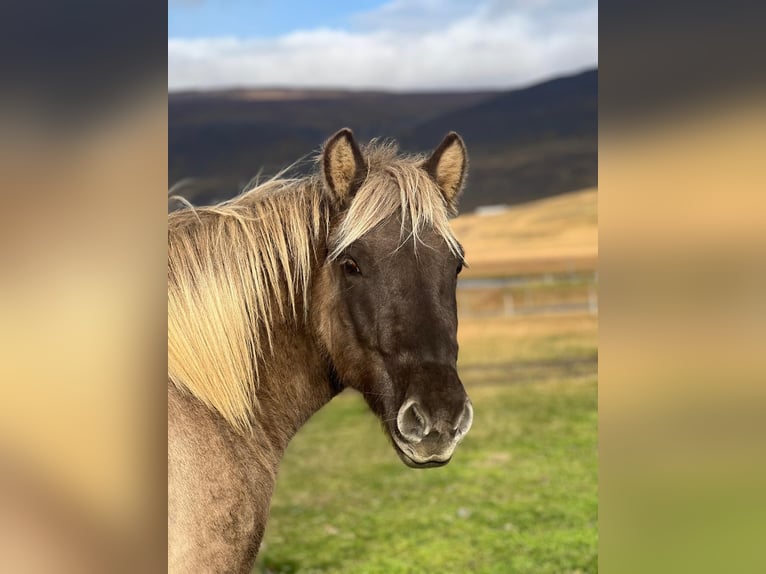 Icelandic Horse Gelding 3 years in Reykjavik