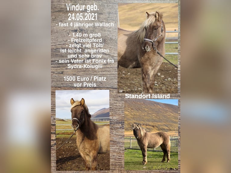 Icelandic Horse Gelding 3 years in Reykjavik