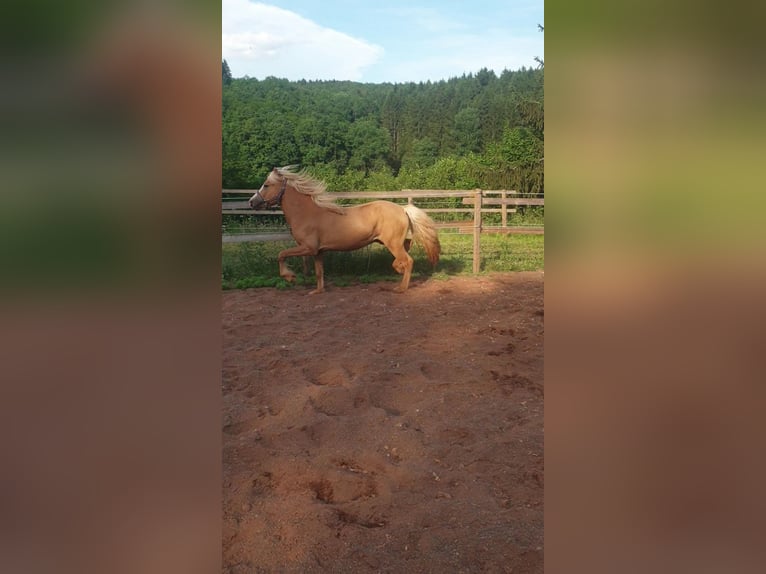 Icelandic Horse Gelding 3 years Palomino in Wiltz