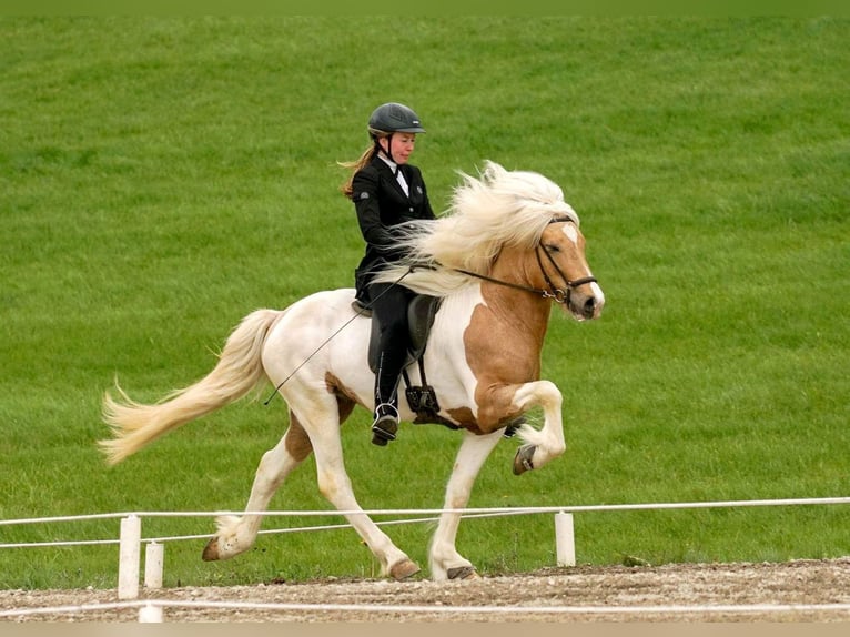 Icelandic Horse Gelding 3 years Smoky-Black in Bornem