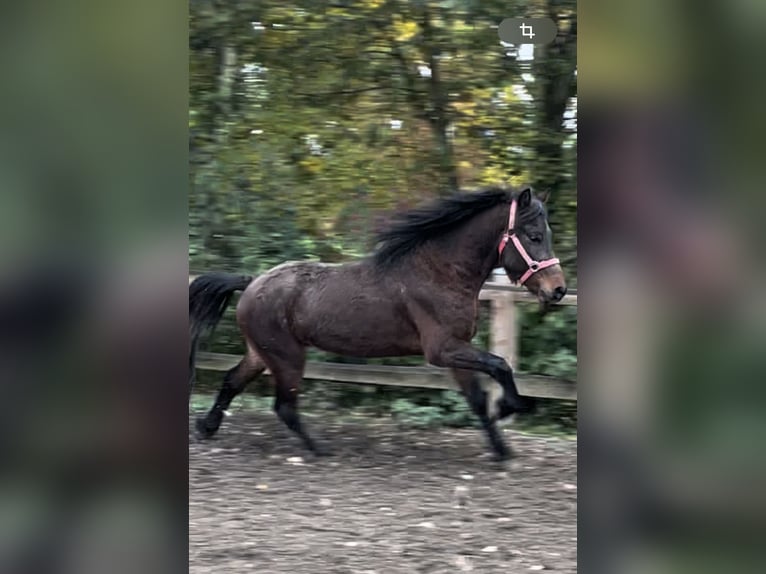 Icelandic Horse Gelding 4 years 13,1 hh Bay-Dark in Triftern