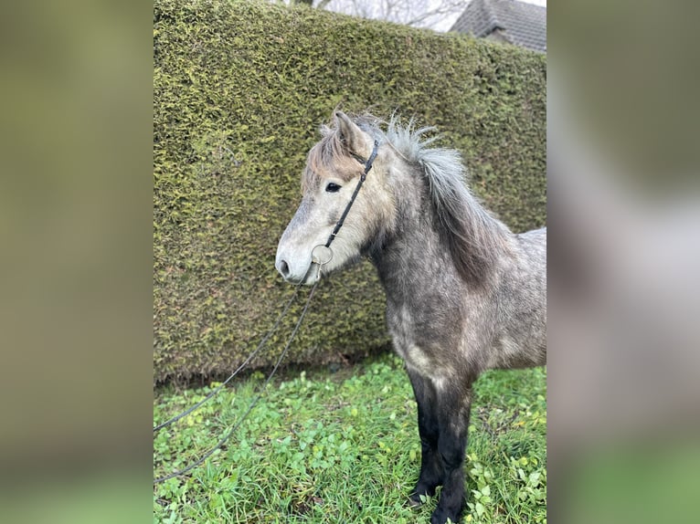 Icelandic Horse Gelding 4 years 13,1 hh Gray-Dapple in Stapelfeld