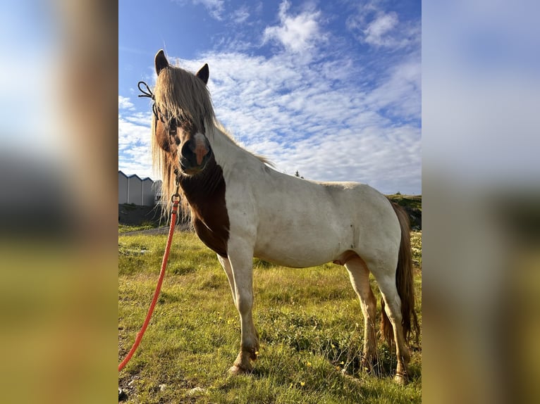 Icelandic Horse Gelding 4 years 13,1 hh Overo-all-colors in Selfoss