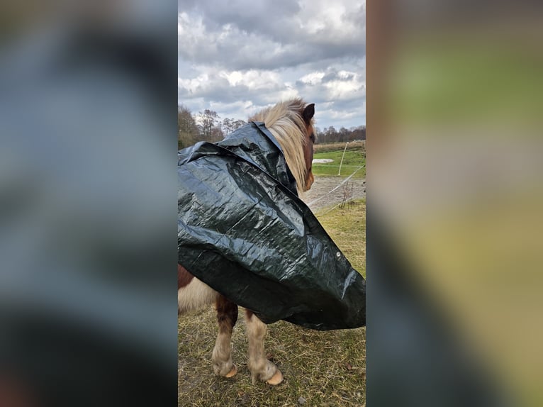 Icelandic Horse Gelding 4 years 13.1 hh Pinto in Rhauderfehn