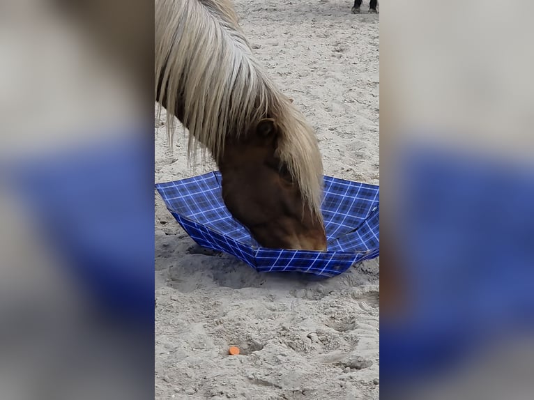 Icelandic Horse Gelding 4 years 13.1 hh Pinto in Rhauderfehn