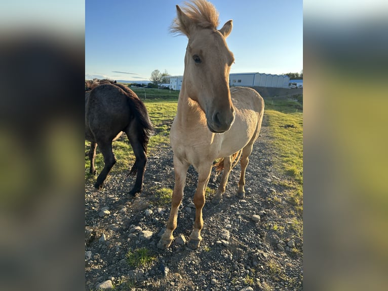 Icelandic Horse Gelding 4 years 13,1 hh Red Dun in selfoss