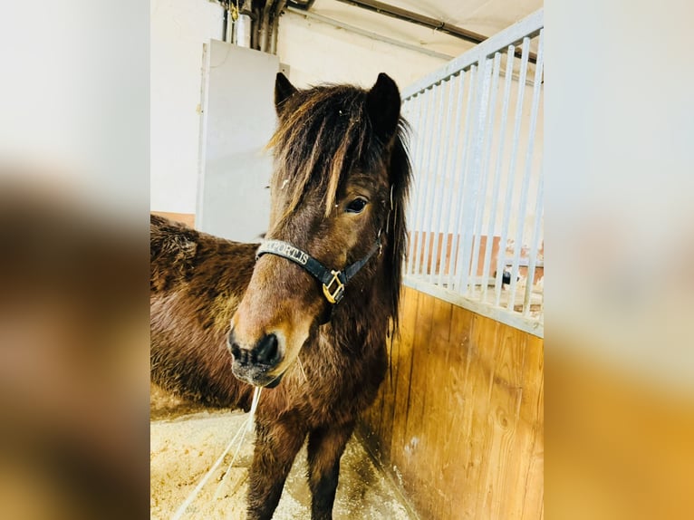 Icelandic Horse Gelding 4 years 13,2 hh Brown in Zweibrücken