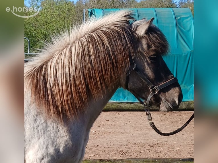 Icelandic Horse Gelding 4 years 13.2 hh Dun in Wiemersdorf