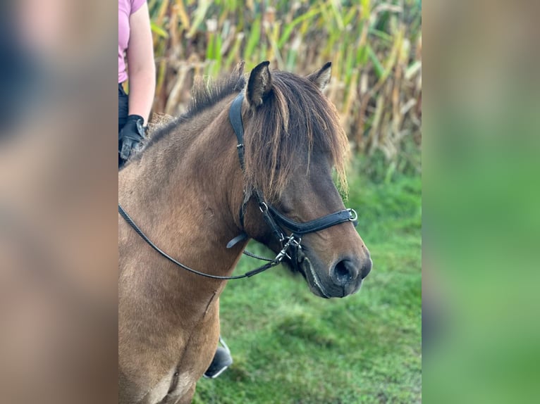 Icelandic Horse Gelding 4 years 13,2 hh Dun in Wedemark