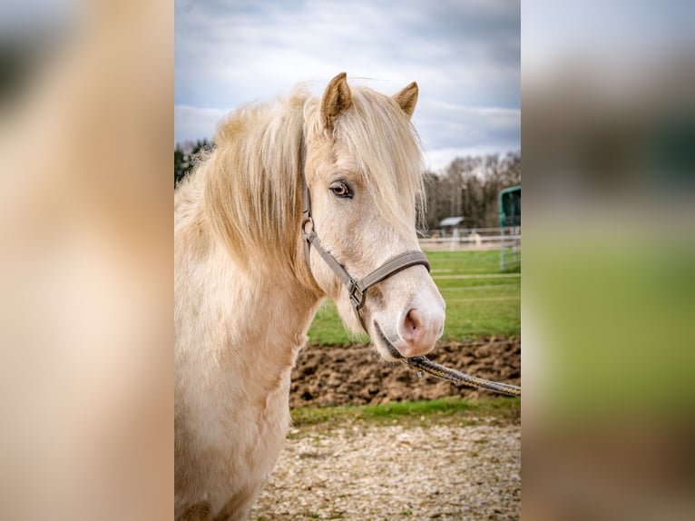 Icelandic Horse Gelding 4 years 13.2 hh Palomino in Aichtal