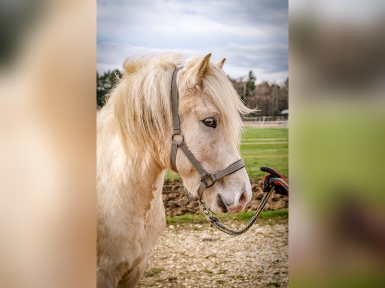 Icelandic Horse Gelding 4 years 13.2 hh Palomino in Aichtal