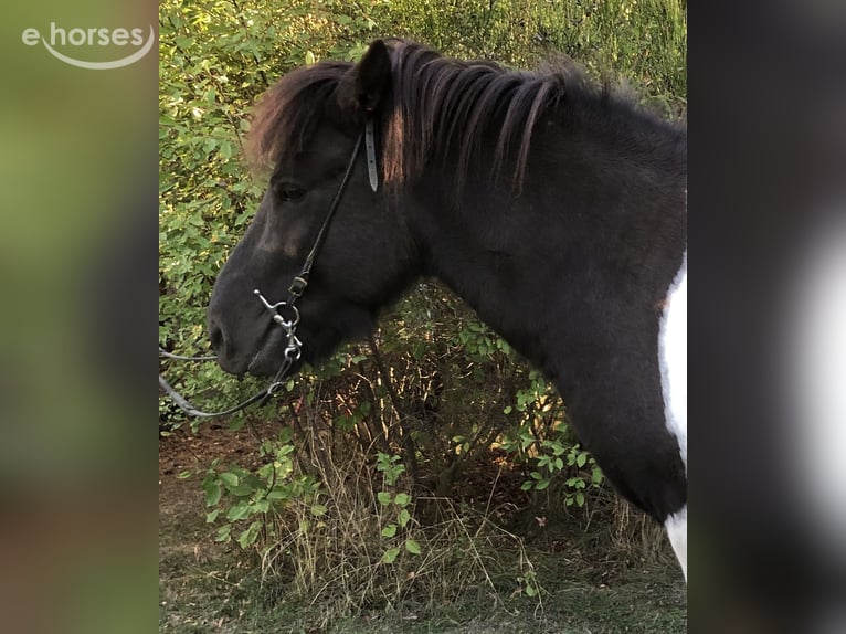 Icelandic Horse Gelding 4 years 13.2 hh Pinto in St Leonhard / Hornerwald