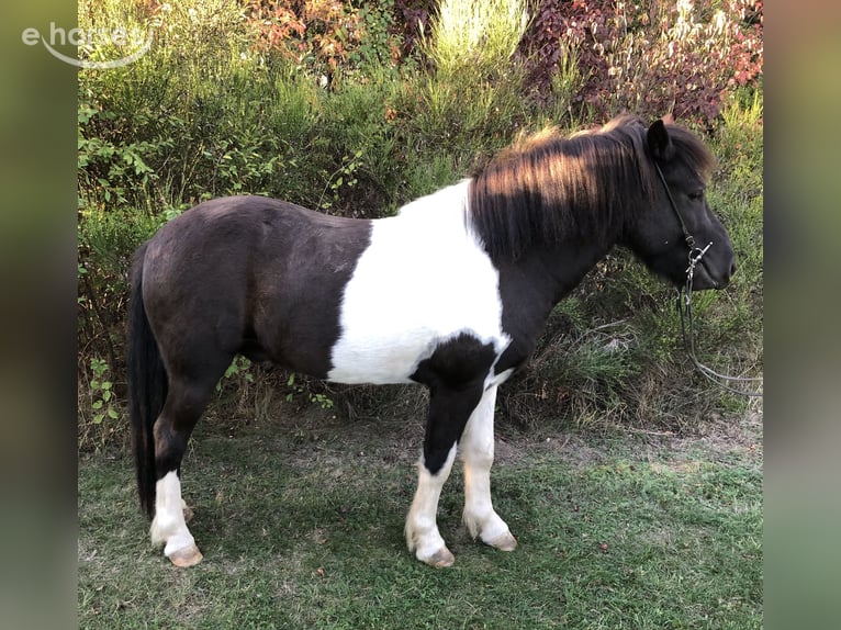 Icelandic Horse Gelding 4 years 13.2 hh Pinto in St Leonhard / Hornerwald
