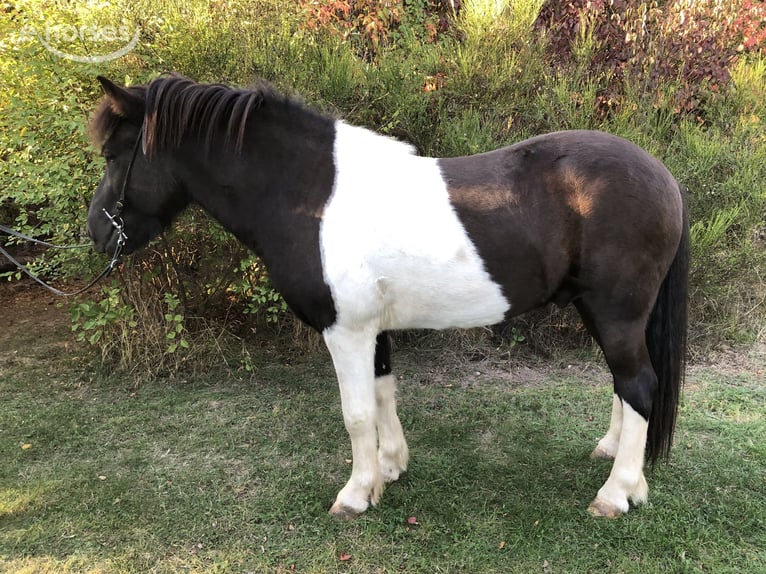 Icelandic Horse Gelding 4 years 13.2 hh Pinto in St Leonhard / Hornerwald