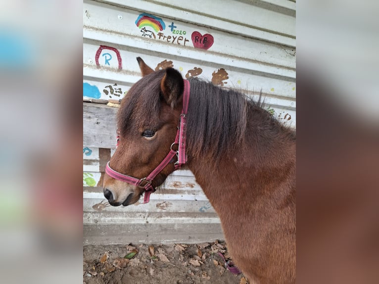 Icelandic Horse Gelding 4 years 13.3 hh Brown in Darmstadt