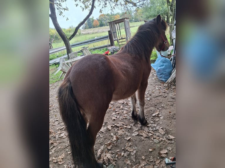 Icelandic Horse Gelding 4 years 13.3 hh Brown in Darmstadt