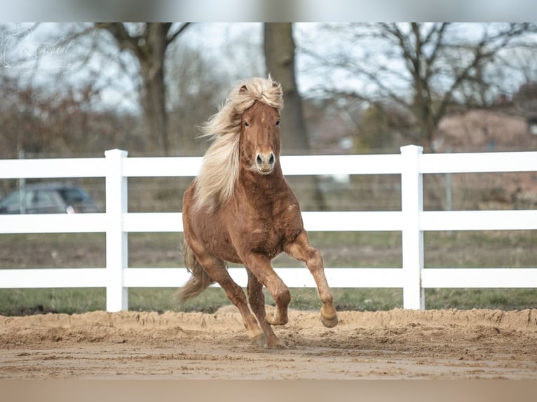 Icelandic Horse Gelding 4 years 13.3 hh Chestnut-Red in Lehmrade