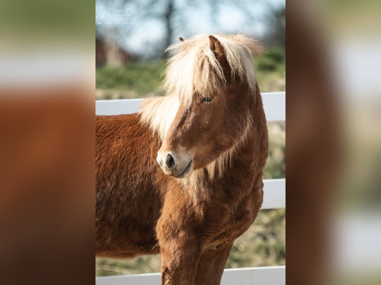 Icelandic Horse Gelding 4 years 13.3 hh Chestnut-Red in Lehmrade