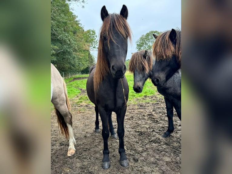 Icelandic Horse Gelding 4 years 13 hh Black in Nordleda