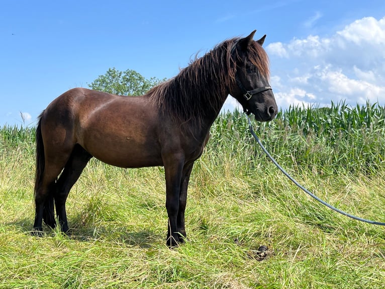 Icelandic Horse Gelding 4 years 13 hh Black in Nordleda