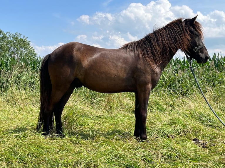 Icelandic Horse Gelding 4 years 13 hh Black in Nordleda