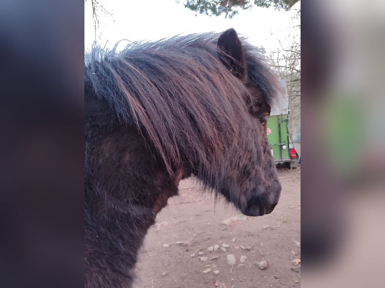 Icelandic Horse Gelding 4 years 13 hh Black in Witten