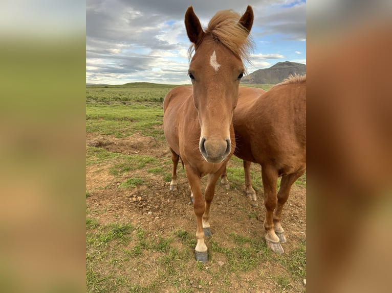 Icelandic Horse Gelding 4 years 13 hh Chestnut in selfoss