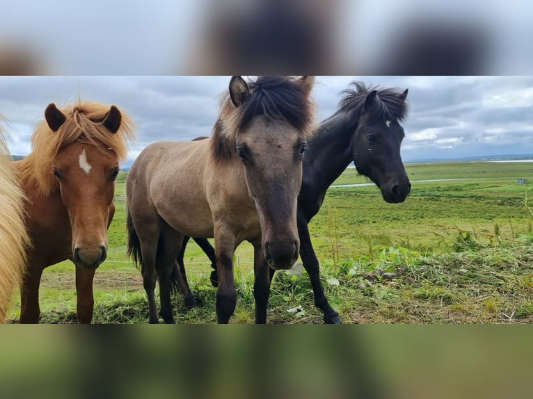 Icelandic Horse Gelding 4 years 13 hh Chestnut in selfoss