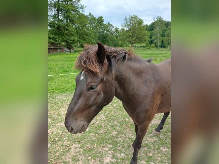 Icelandic Horse Gelding 4 years 13 hh Smoky-Black in Krebeck