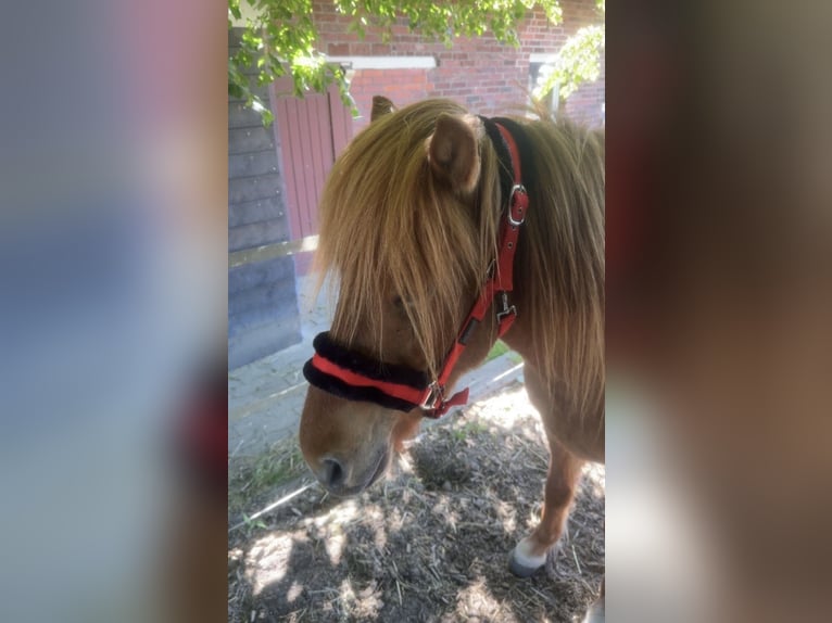 Icelandic Horse Gelding 4 years 13,1 hh Chestnut-Red in Melle