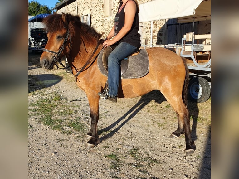 Icelandic Horse Gelding 4 years 13,2 hh Brown in Boussac