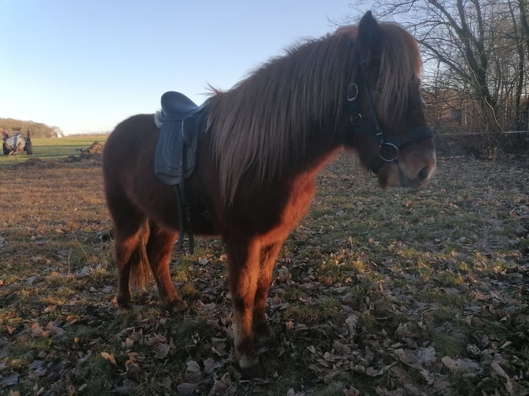 Icelandic Horse Gelding 4 years 13,2 hh Chestnut-Red in Sønder Omme