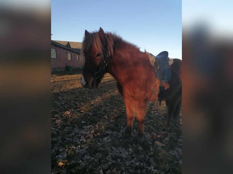 Icelandic Horse Gelding 4 years 13,2 hh Chestnut-Red in Sønder Omme
