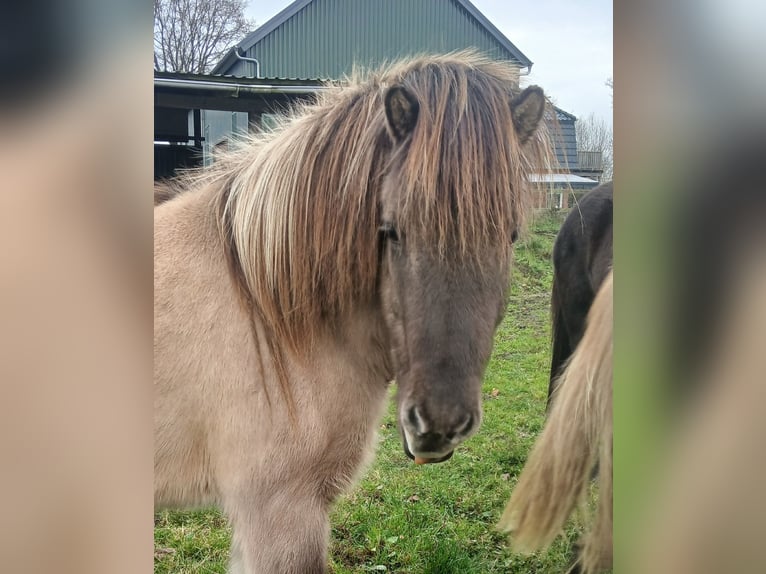 Icelandic Horse Gelding 4 years 13,2 hh Dun in Wiemersdorf