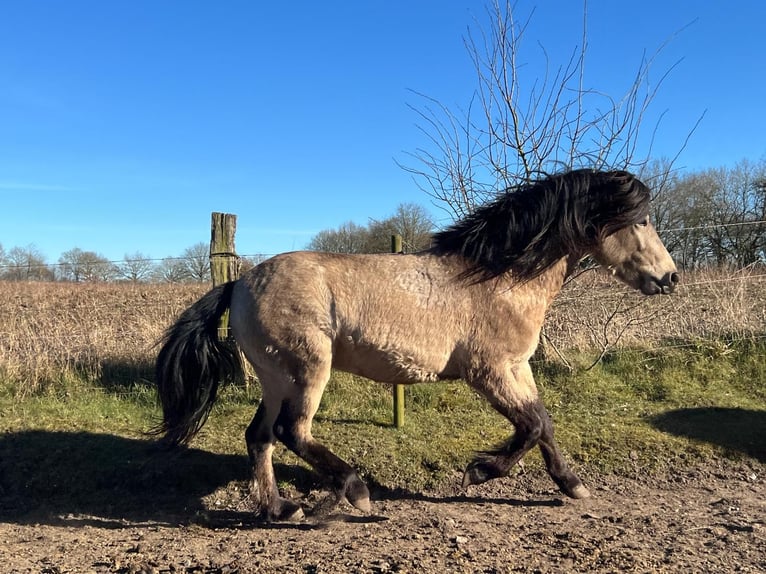 Icelandic Horse Gelding 4 years 13,3 hh in NehmsBlunk