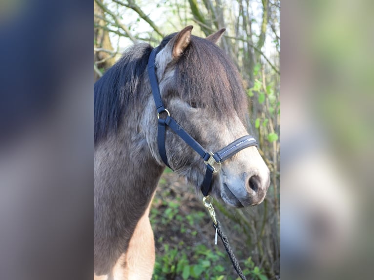 Icelandic Horse Gelding 4 years 13,3 hh in NehmsBlunk