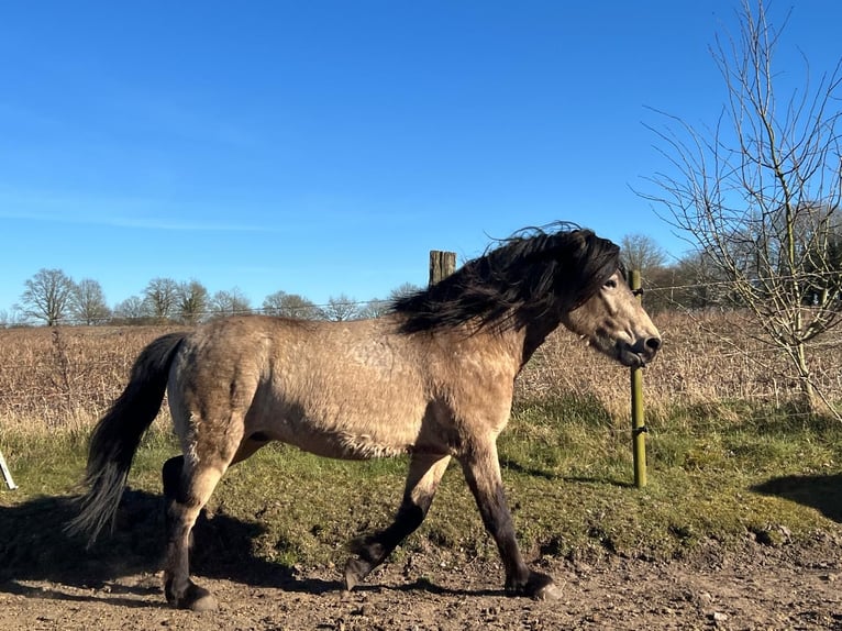 Icelandic Horse Gelding 4 years 13,3 hh in NehmsBlunk