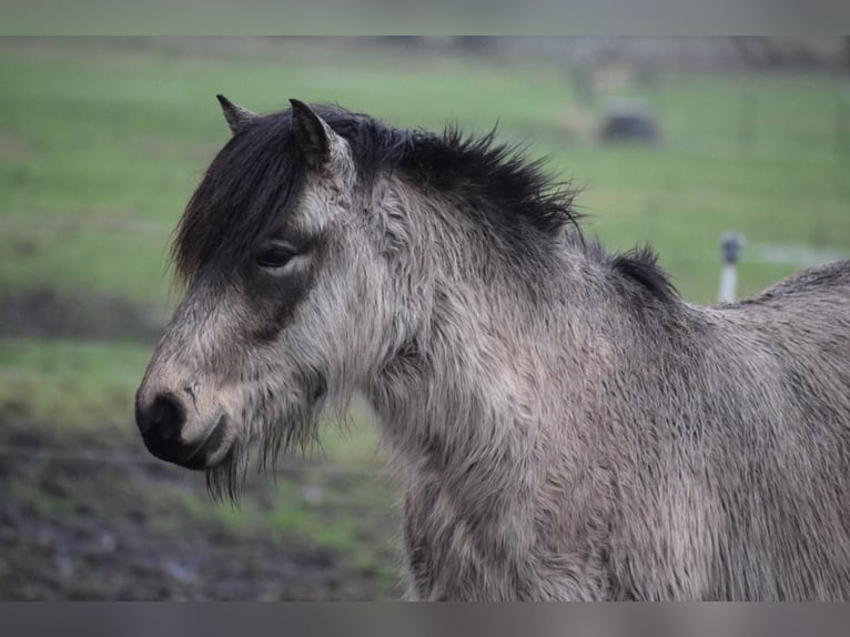 Icelandic Horse Gelding 4 years 13,3 hh in NehmsBlunk