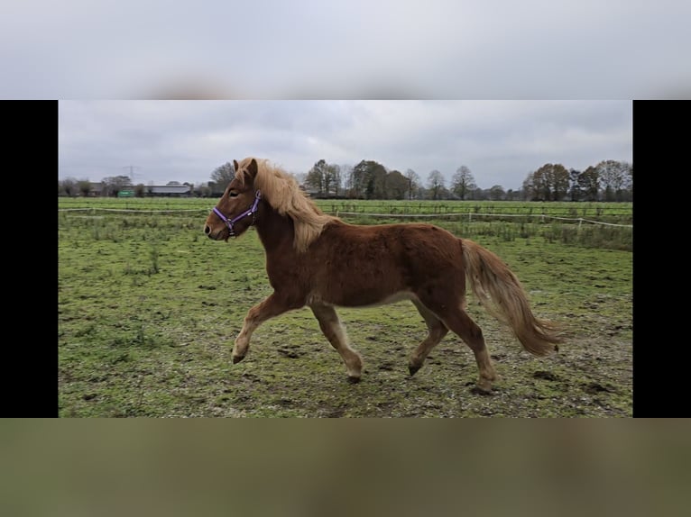 Icelandic Horse Gelding 4 years 13,3 hh Chestnut-Red in Wanroij