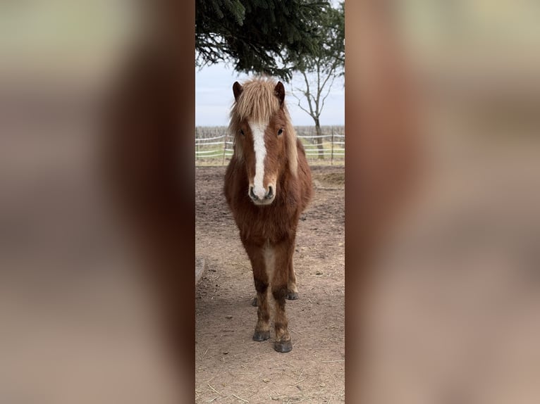 Icelandic Horse Gelding 4 years 13,3 hh Chestnut-Red in Hargesheim